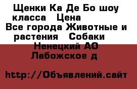 Щенки Ка Де Бо шоу класса › Цена ­ 60 000 - Все города Животные и растения » Собаки   . Ненецкий АО,Лабожское д.